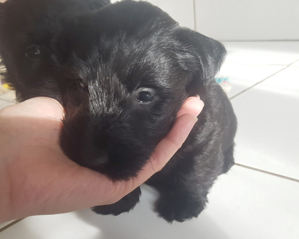 chiot Scottish Terrier