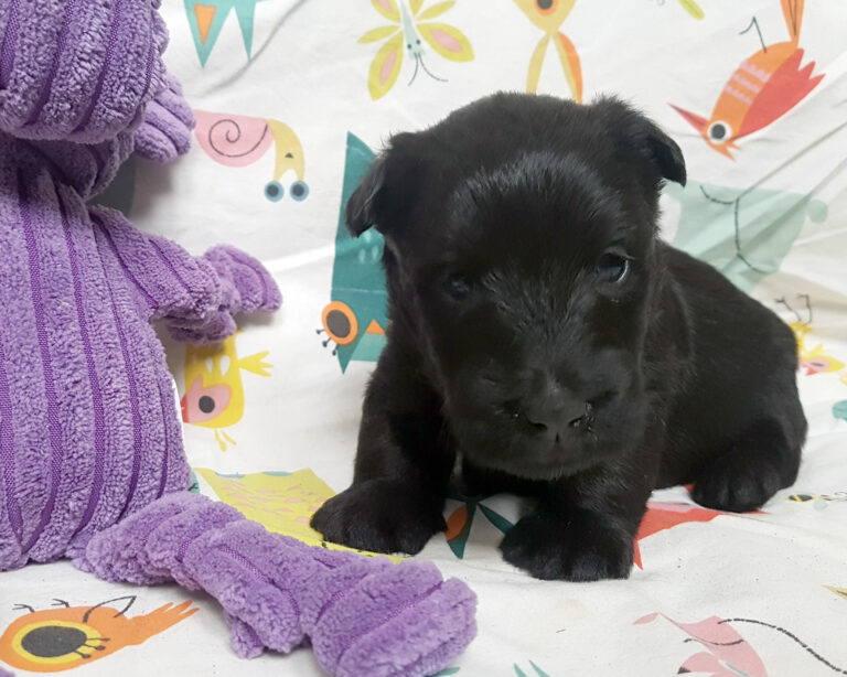 Chiot Scottish Terrier