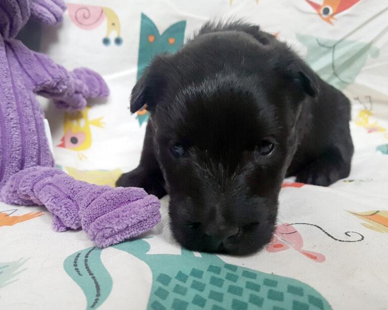 Chiot Scottish Terrier