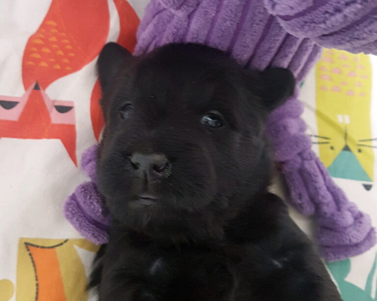 Chiot Scottish Terrier