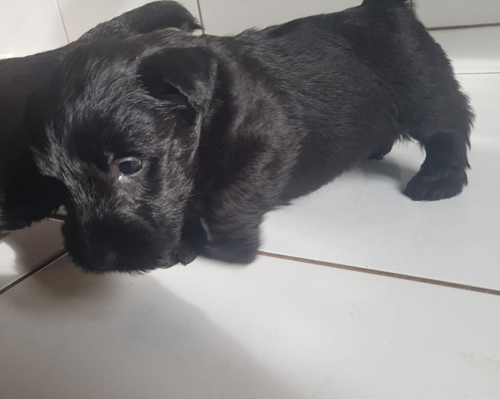 chiot Scottish Terrier