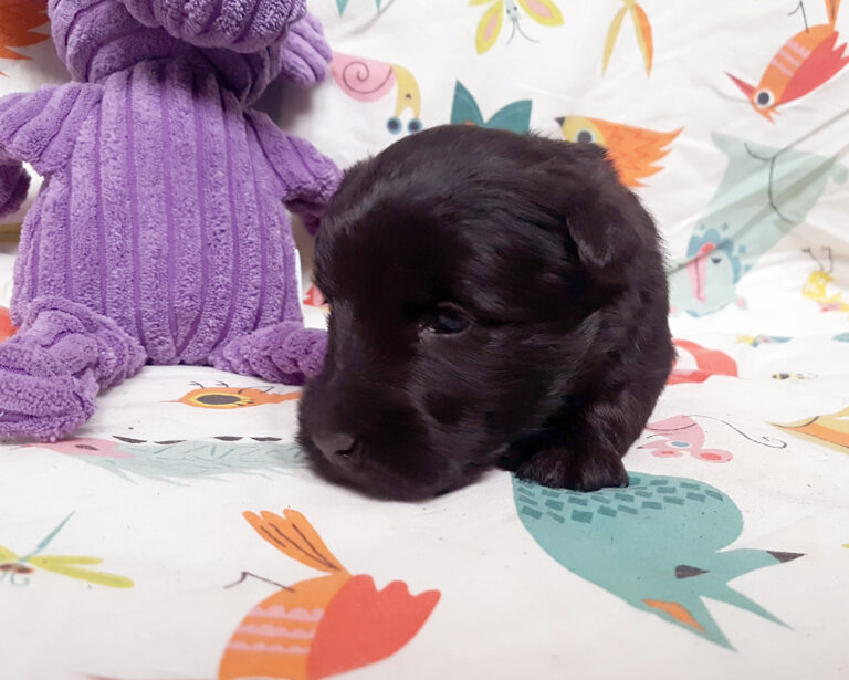 Chiot Scottish Terrier