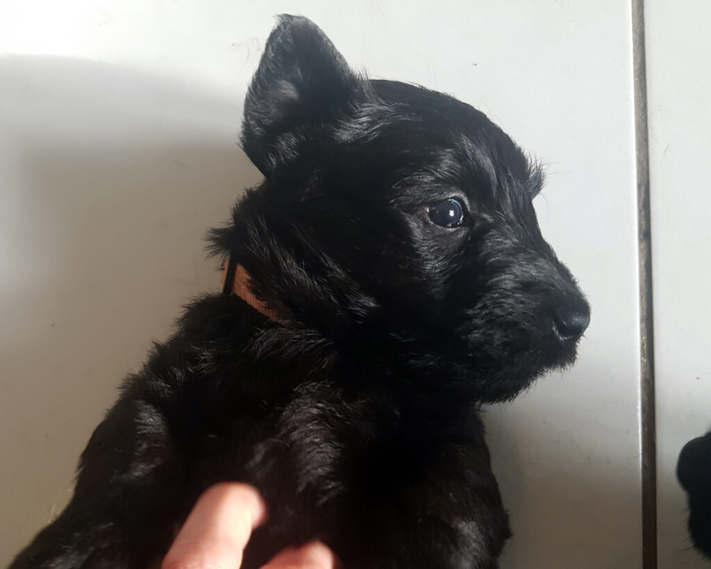 chiot Scottish Terrier