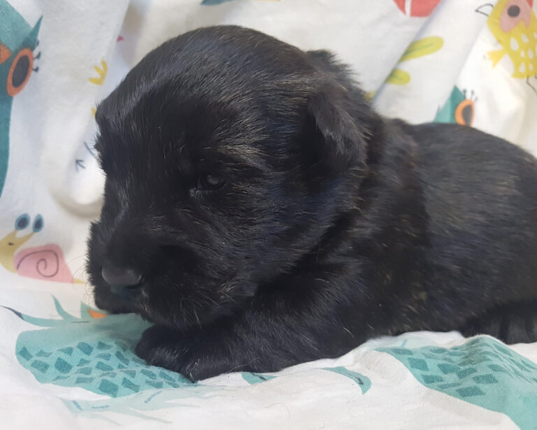 Chiot Scottish Terrier