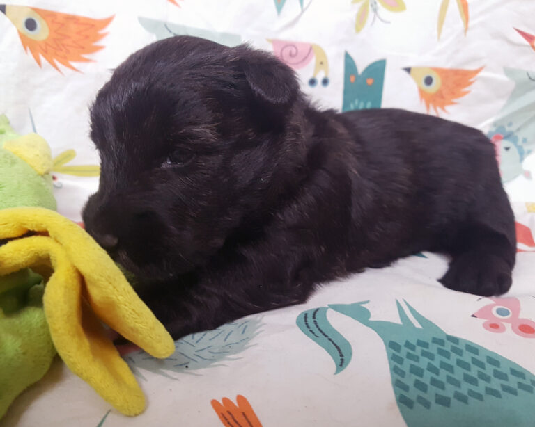 Chiot Scottish Terrier