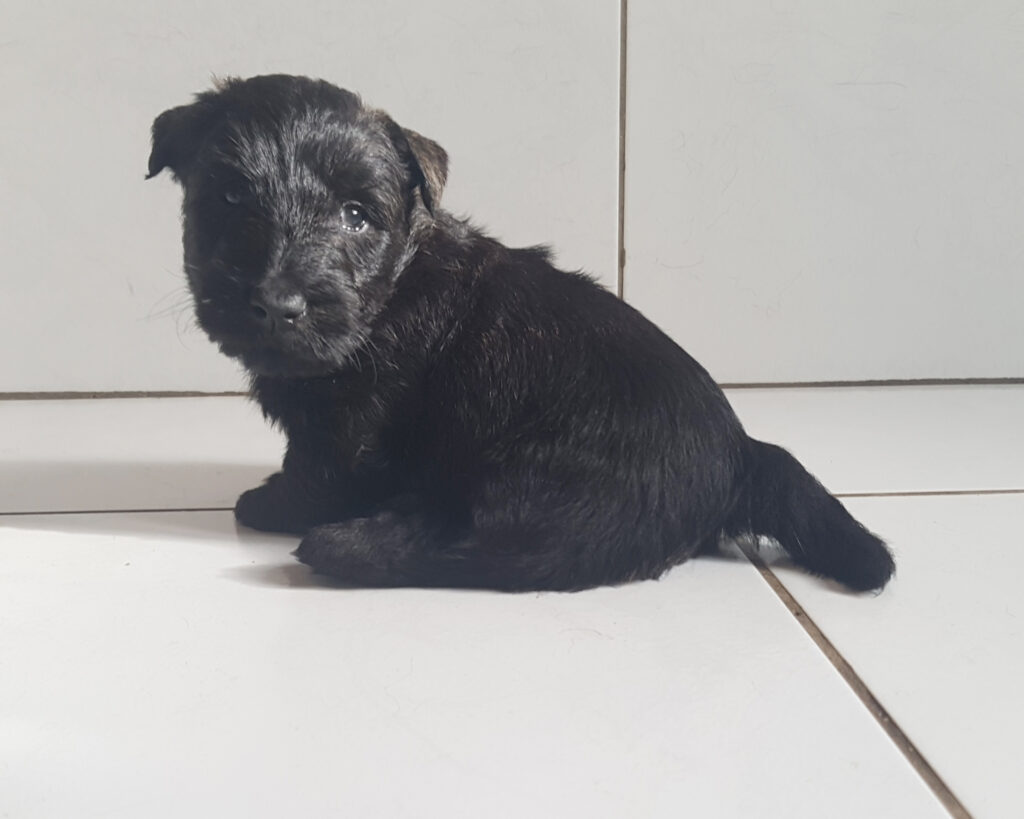 chiot Scottish Terrier