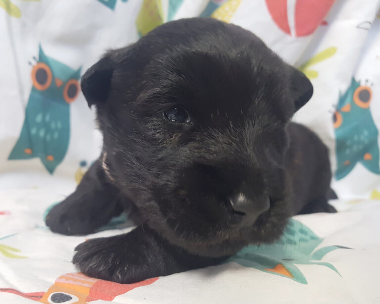 Chiot Scottish Terrier