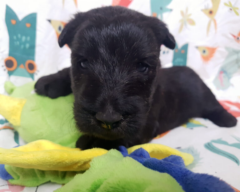 Chiot Scottish Terrier