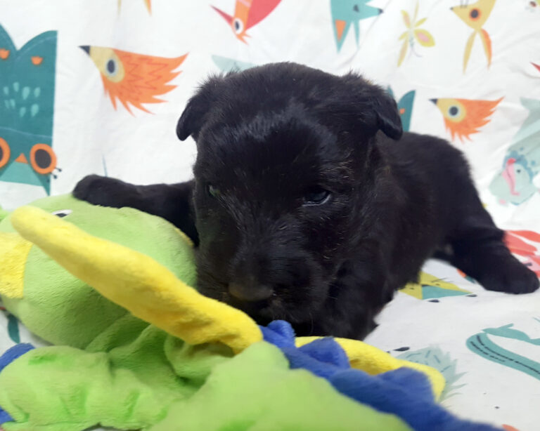 Chiot Scottish Terrier