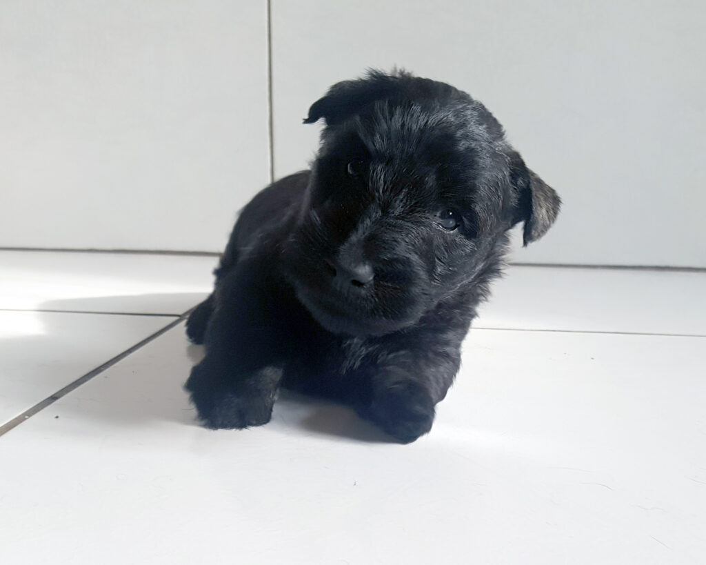 chiot Scottish Terrier