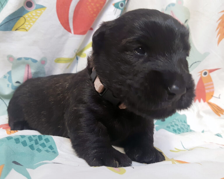 Chiot Scottish Terrier