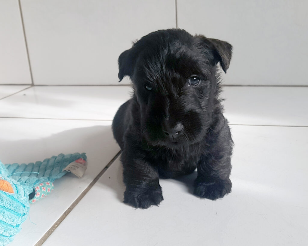 chiot Scottish Terrier