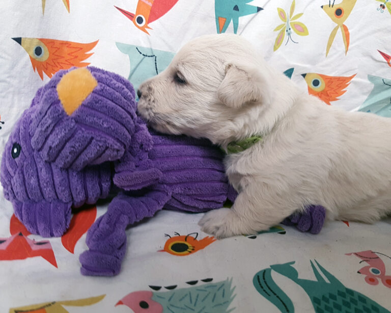 Chiot Scottish Terrier