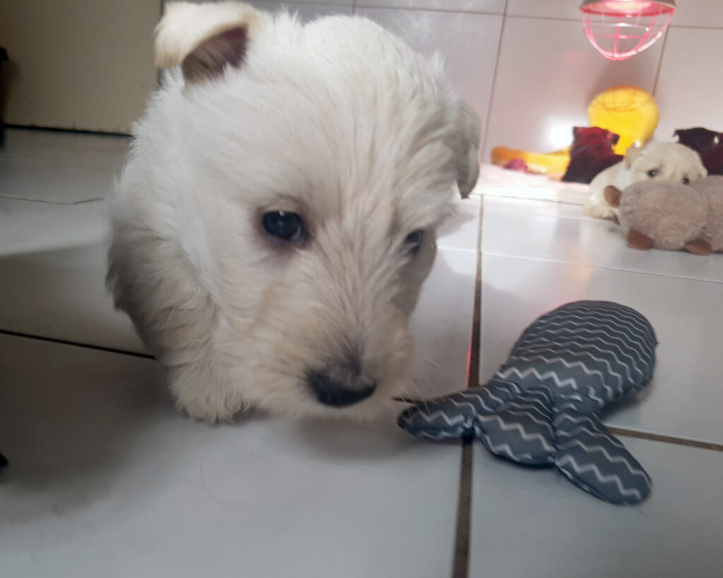 chiot Scottish Terrier