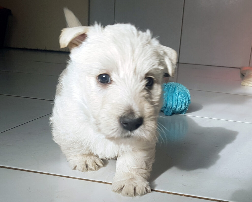 chiot Scottish Terrier