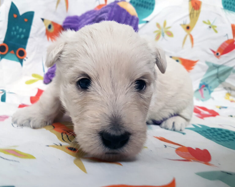 Chiot Scottish Terrier