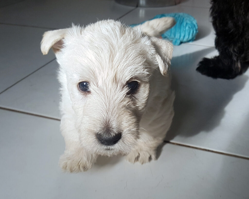 chiot Scottish Terrier