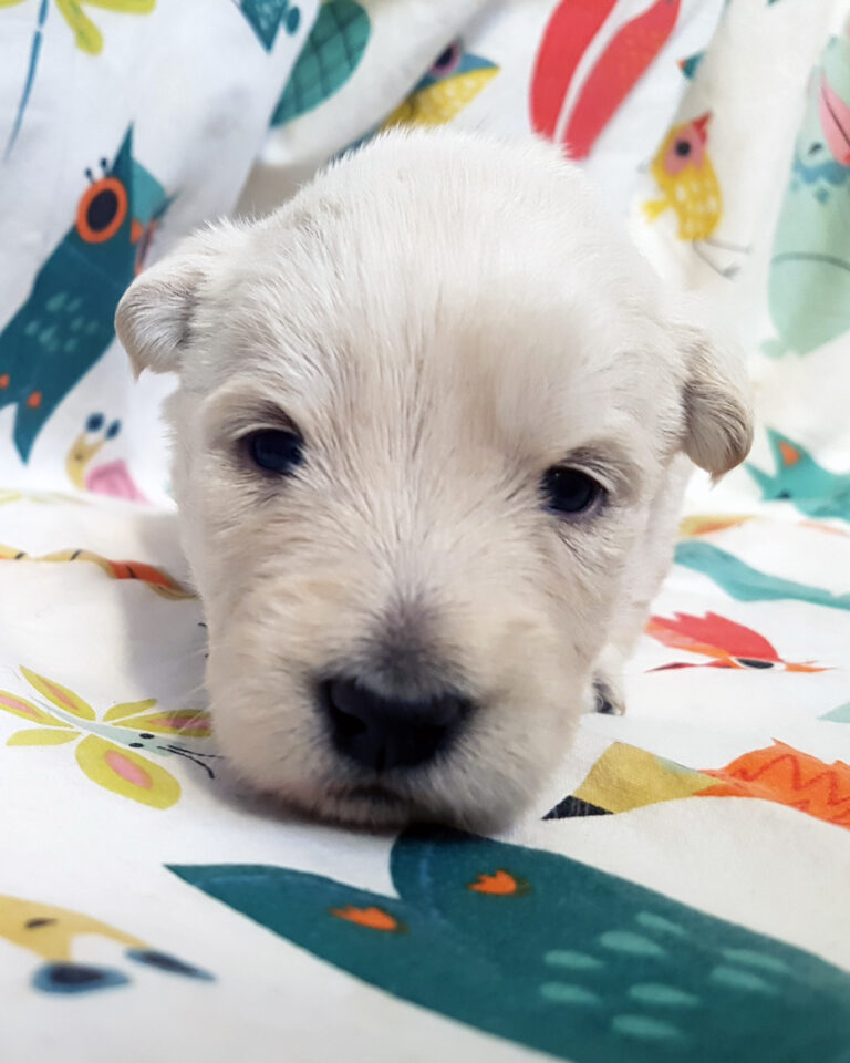 Chiot Scottish Terrier