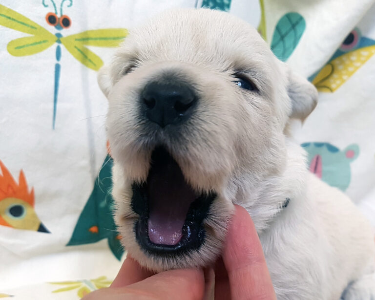 Chiot Scottish Terrier