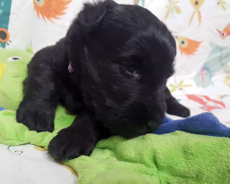 Chiot Scottish Terrier