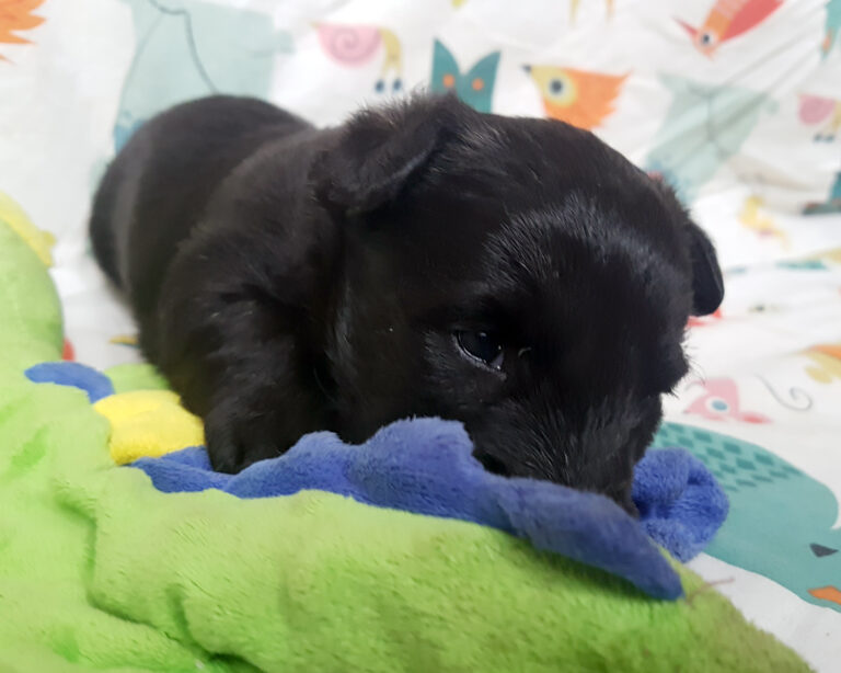 Chiot Scottish Terrier