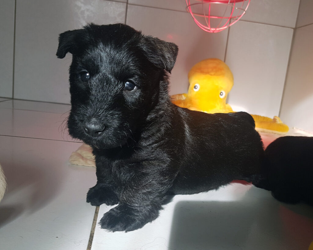 chiot Scottish Terrier