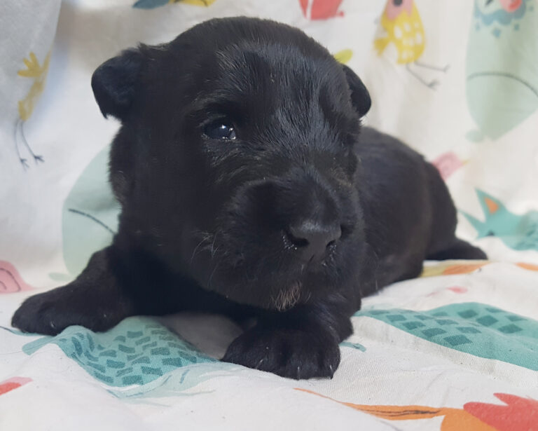 chiot scottish terrier