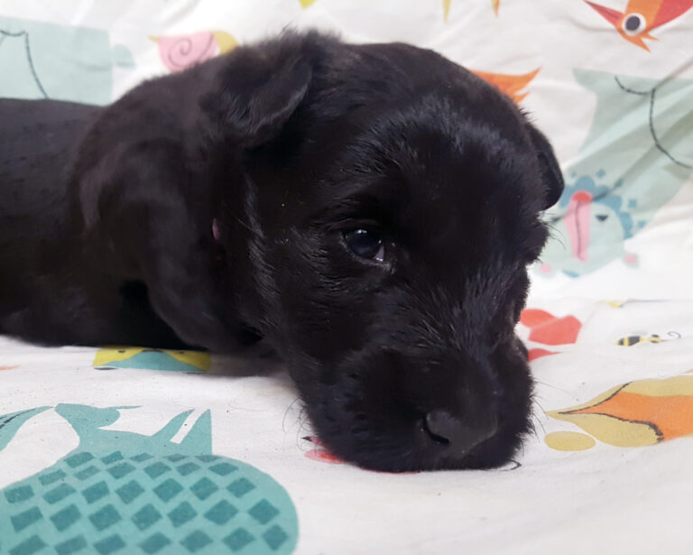 Chiot Scottish Terrier