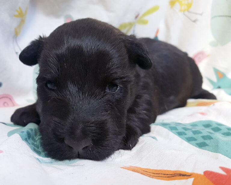 chiot scottish terrier