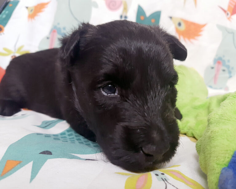 Chiot Scottish Terrier