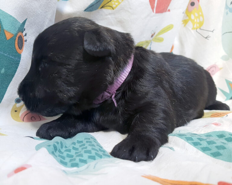 chiot scottish terrier