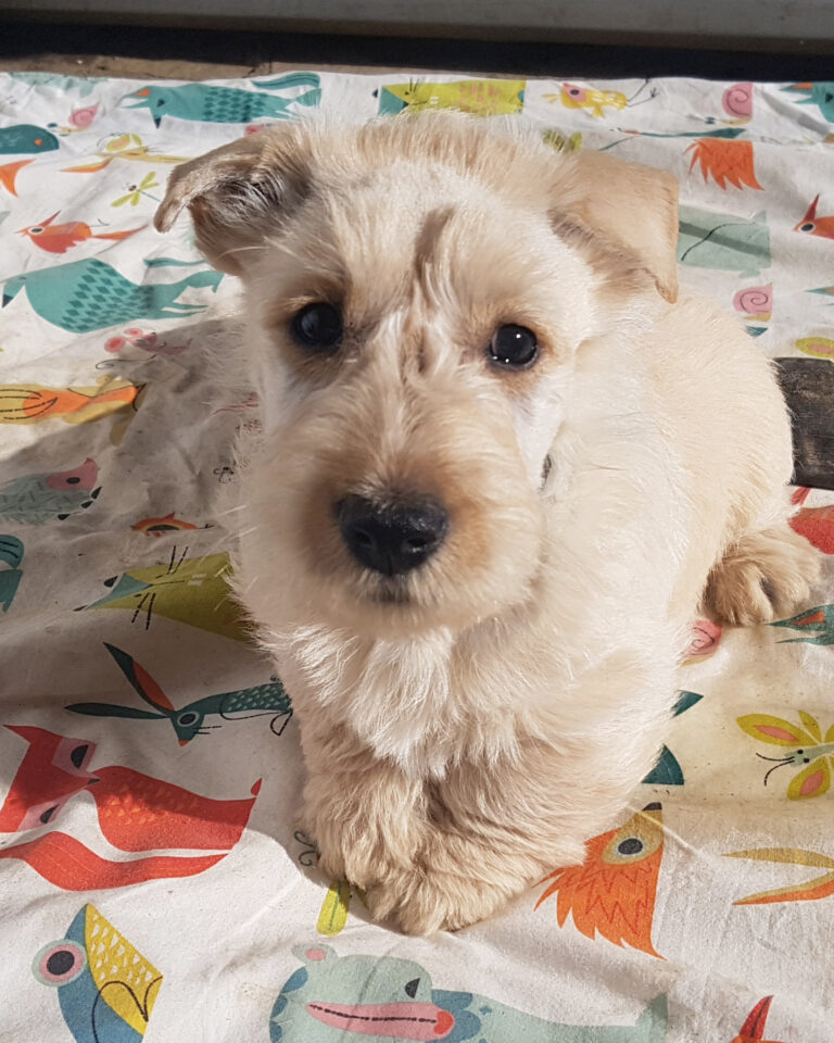 chiot Scottish Terrier