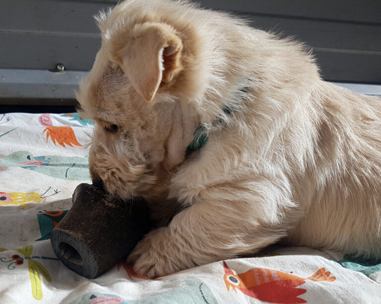 chiot Scottish Terrier