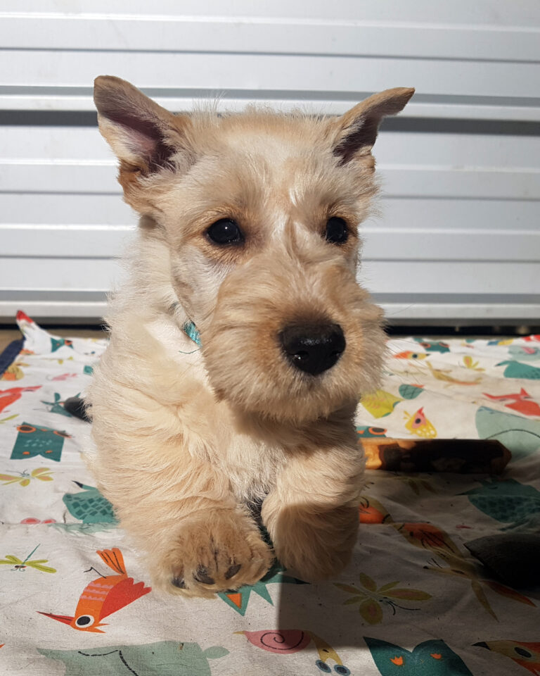 chiot Scottish Terrier