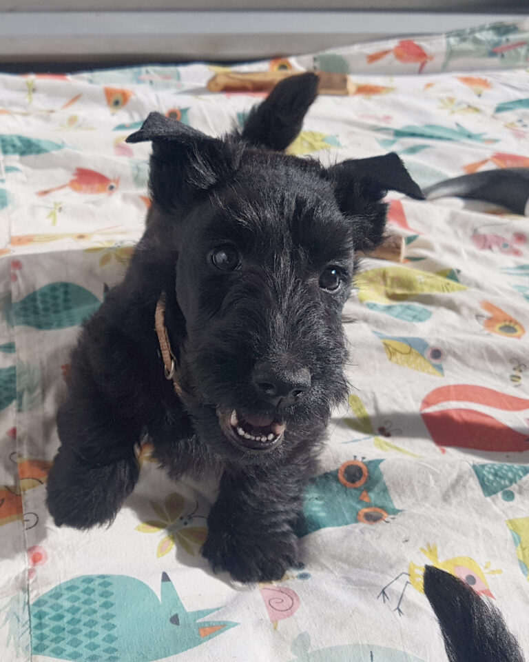 chiot Scottish Terrier