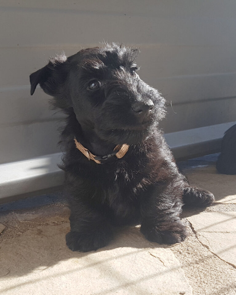 chiot Scottish Terrier