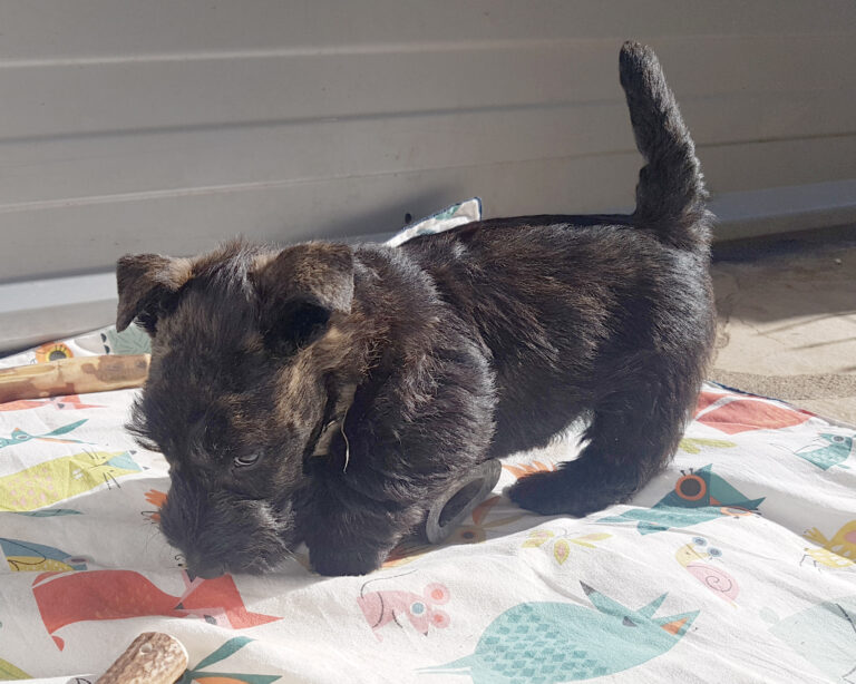 chiot Scottish Terrier