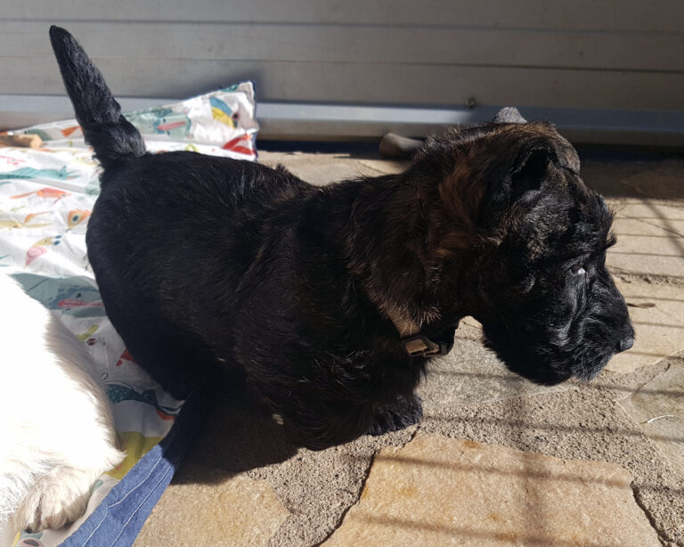 chiot Scottish Terrier