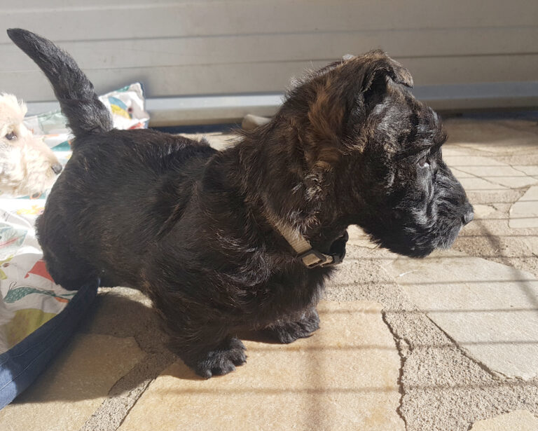 chiot Scottish Terrier