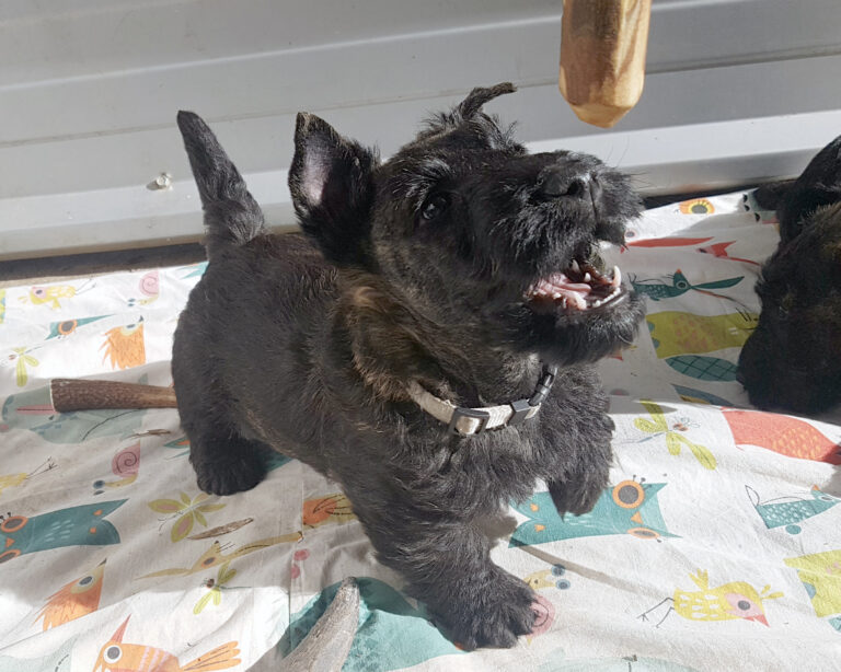 chiot Scottish Terrier