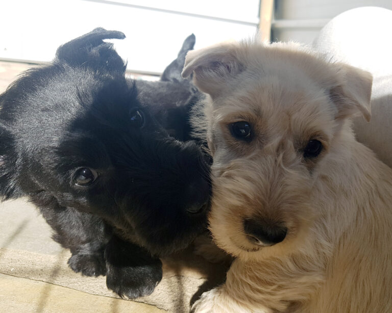 chiot Scottish Terrier