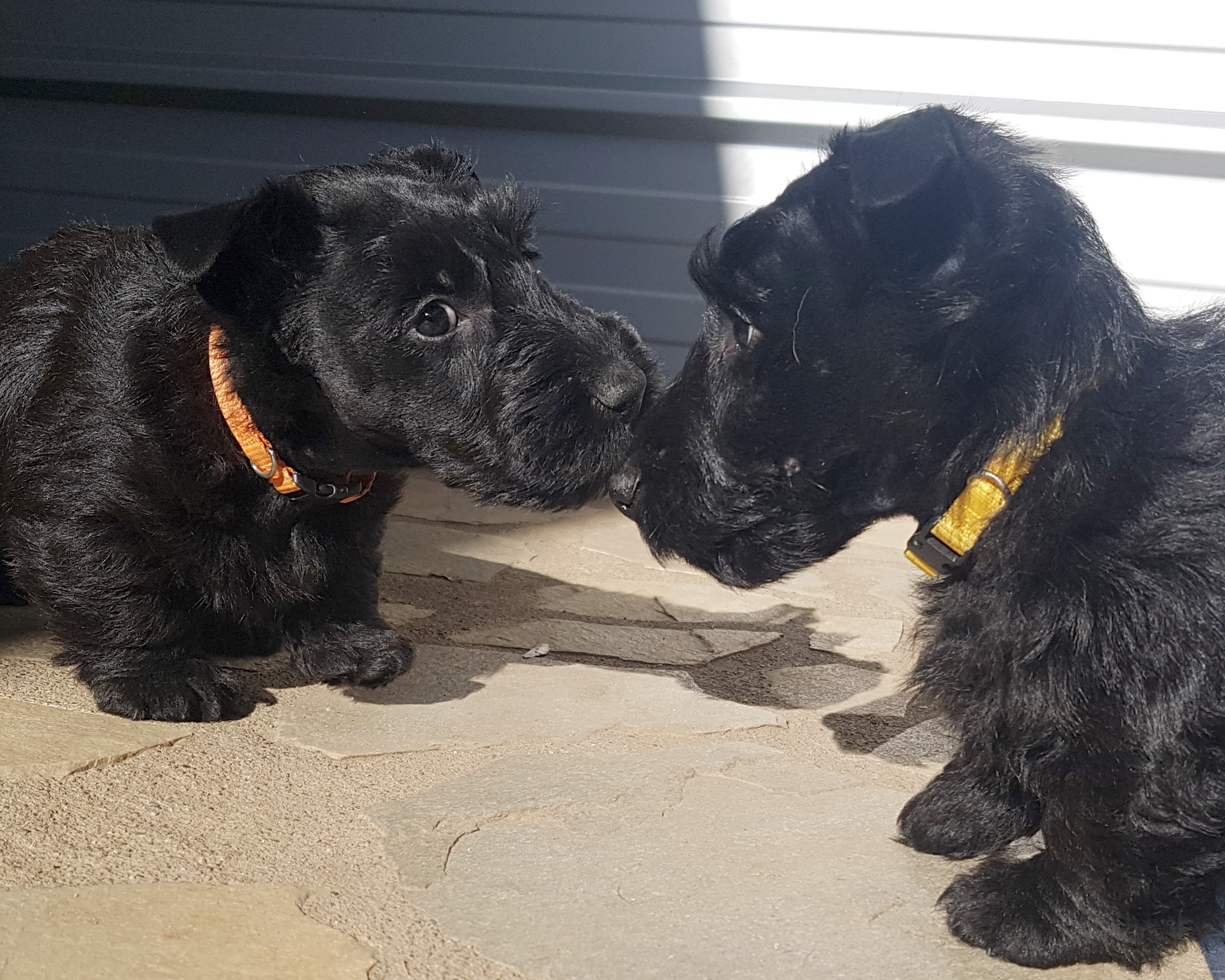 chiot Scottish Terrier