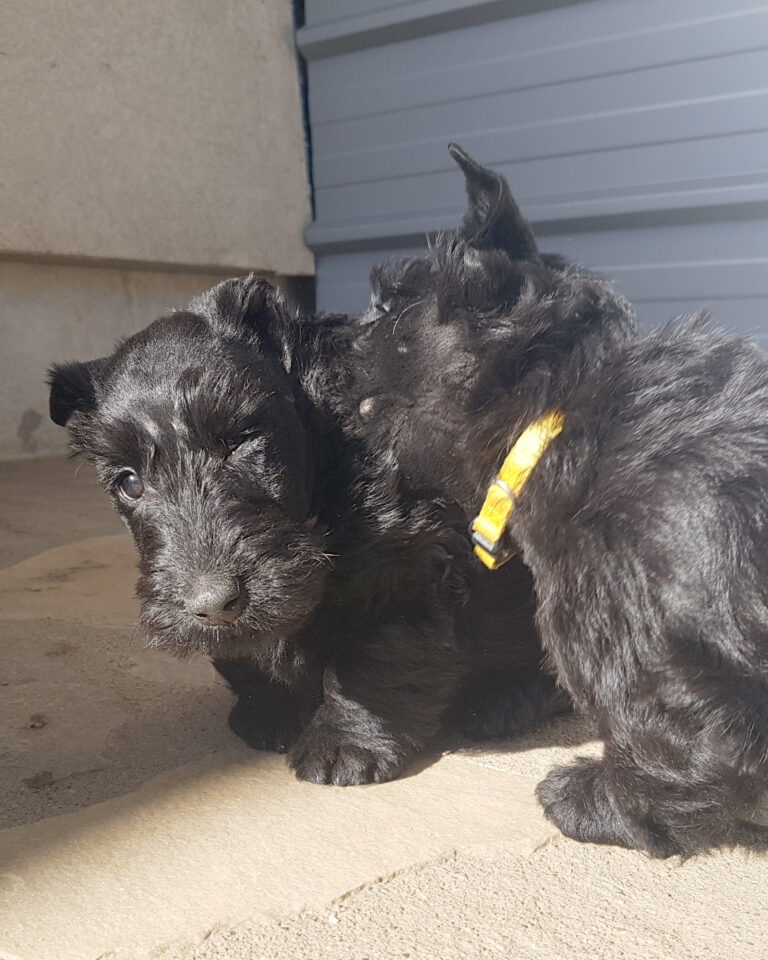 chiot Scottish Terrier