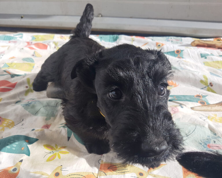 chiot Scottish Terrier