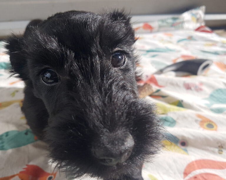 chiot Scottish Terrier