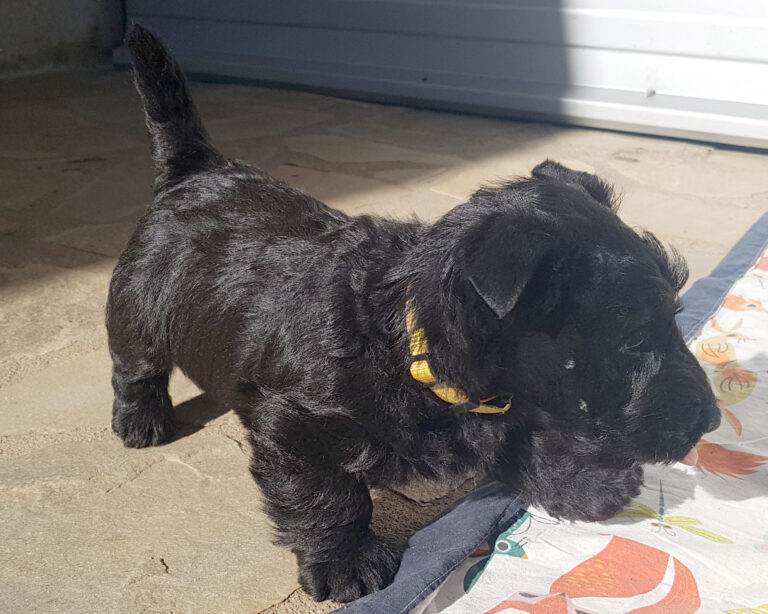 chiot Scottish Terrier