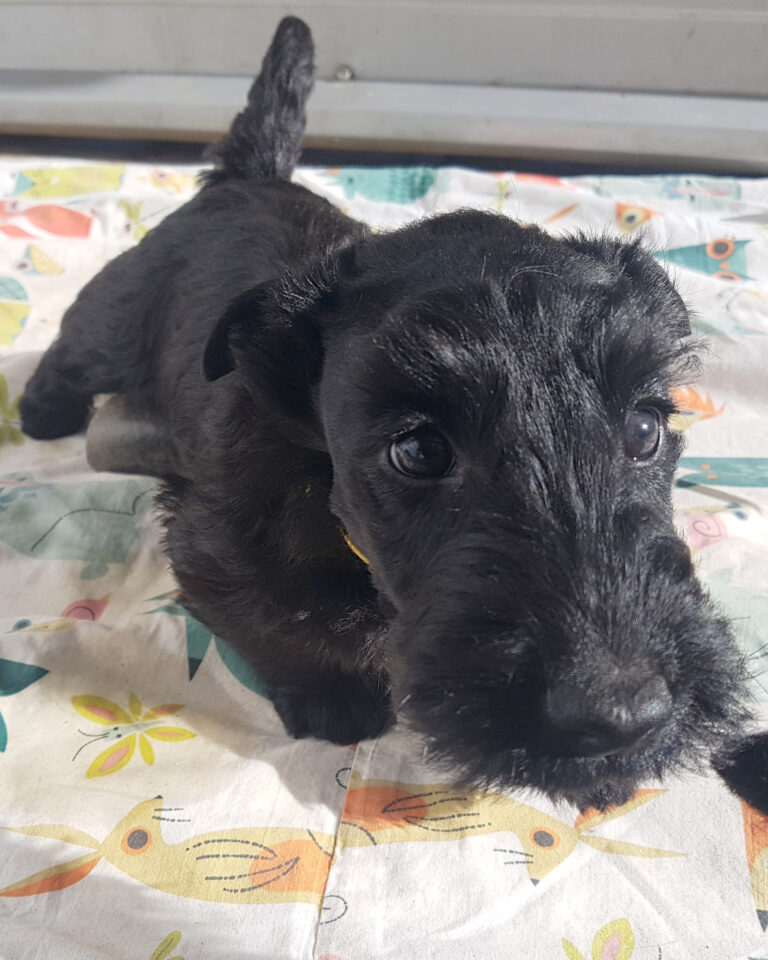 chiot Scottish Terrier