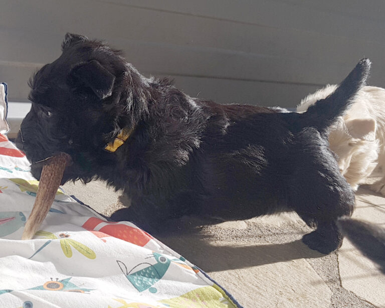 chiot Scottish Terrier