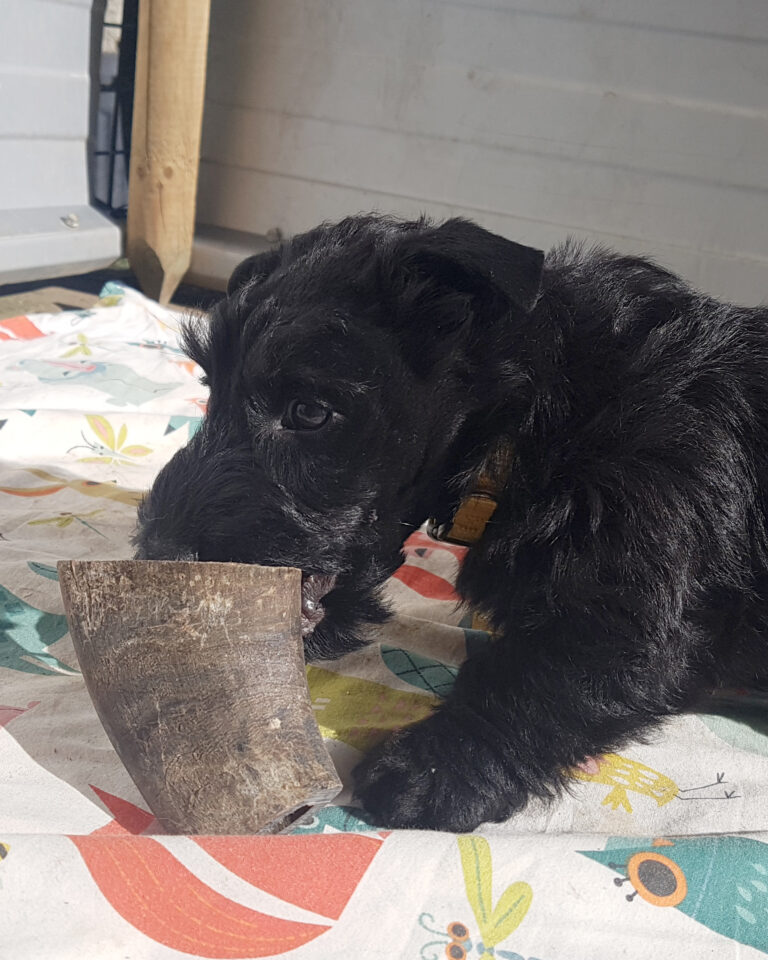 chiot Scottish Terrier