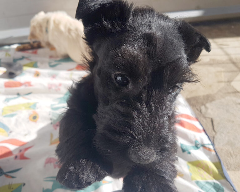 chiot Scottish Terrier